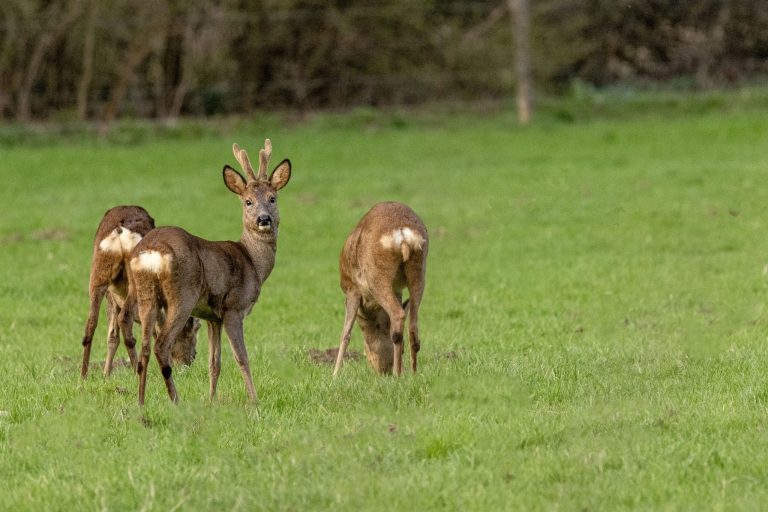 LOCHEM — Midzomeravondwandeling over de Lochemse Berg